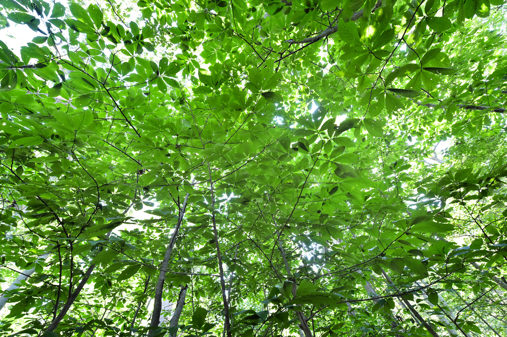 Paw Paw Trees 12.jpg
